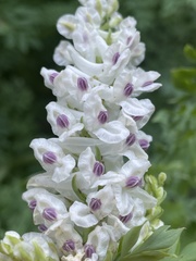 Corydalis caseana brachycarpa