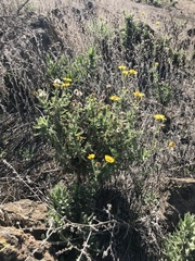 Senecio adenotrichius