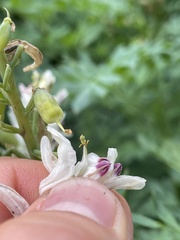 Corydalis caseana brachycarpa