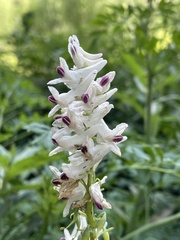 Corydalis caseana brachycarpa