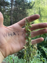 Corydalis caseana brachycarpa