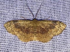 Leptostales ferruminaria