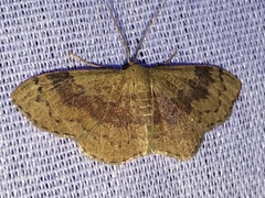 Leptostales ferruminaria