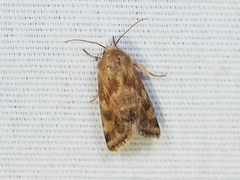 Schinia lynx