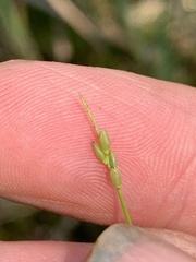 Carex leptalea