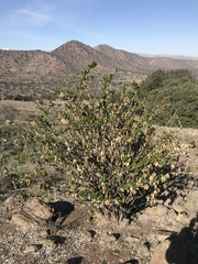 Anisomeria littoralis