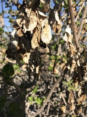 Anisomeria littoralis