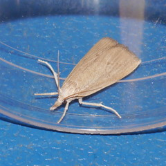 Calamotropha paludella