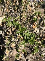 Anisomeria littoralis