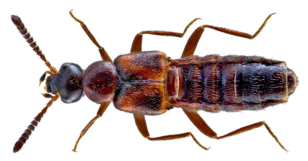 Bolitochara obliqua