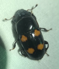 Glischrochilus obtusus