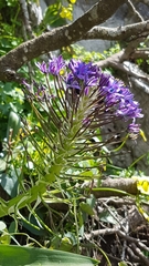 Scilla peruviana
