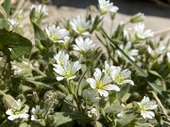 Cerastium beeringianum