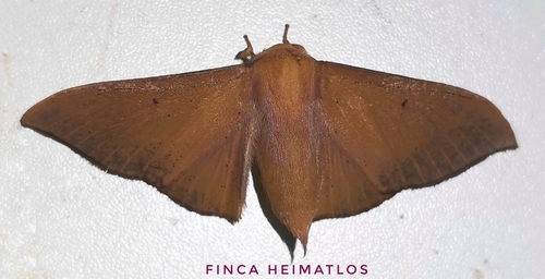 Psychocampa madenus