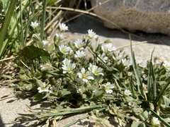 Cerastium beeringianum