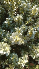 Thymelaea tartonraira