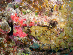 Lobophora variegata