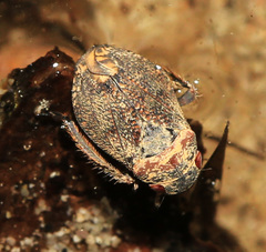 Penthimia scutellata