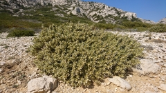 Thymelaea tartonraira