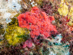 Monanchora arbuscula