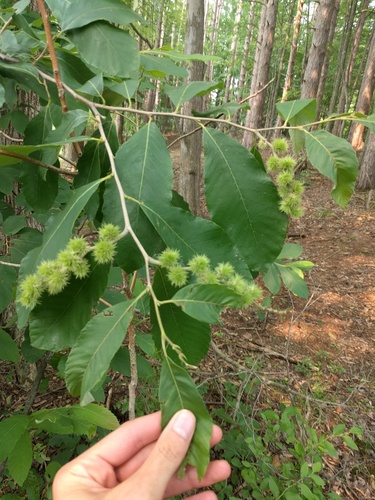 Allegheny Chinquapin