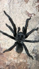 Aphonopelma gabeli