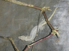 Hemiphyllodactylus typus