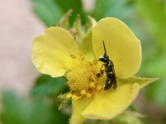 Hylaeus annulatus