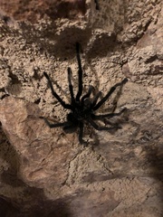 Aphonopelma gabeli