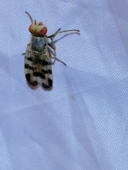 Melieria