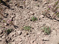 Lupinus lepidus lobbii
