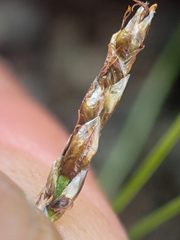 Carex myosuroides