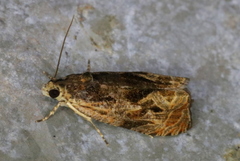 Olethreutes nigranum