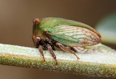 Sextius virescens