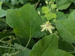 Passiflora lutea