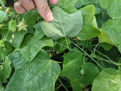 Passiflora lutea