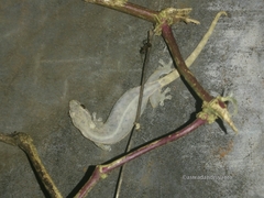 Hemiphyllodactylus typus