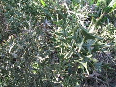 Colletia paradoxa