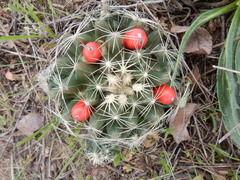 Escobaria missouriensis
