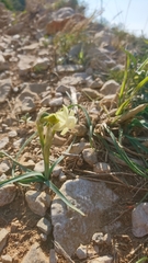 Narcissus dubius