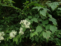 Clematis catesbyana