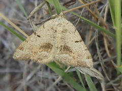 Macaria quadrilinearia