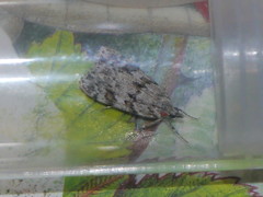 Scoparia basistrigalis