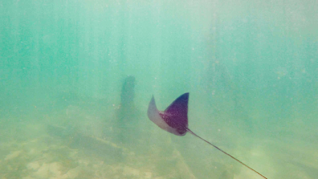 Spotted eagle ray