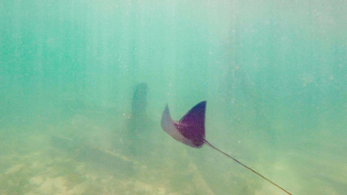 Spotted Eagle Ray