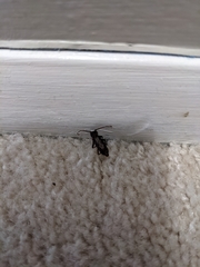 Trichoferus campestris