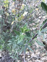 Teucrium bicolor