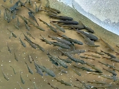 Neolissochilus stracheyi