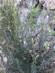 Teucrium bicolor
