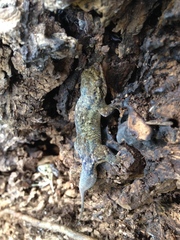 Geckolepis maculata